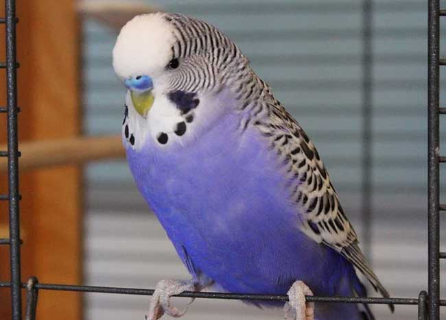 Pet Birds in Essex - Budgies, Canaries, & Finches