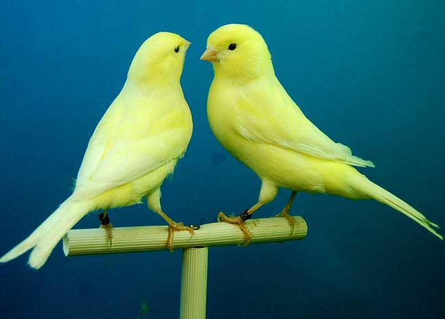 Pet Birds in Essex - Budgies, Canaries, & Finches