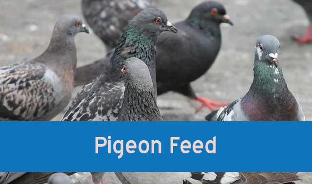 Pigeon Feed