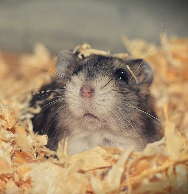 Hamsters and gerbils, Windsor, Essex Feed Warehouse