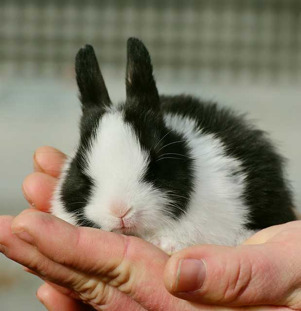 Bunny Rabbits - Essex Feed Warehouse