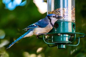 Wild Bird Feed, blue jays, cardinals - Essex Feed Warehouse