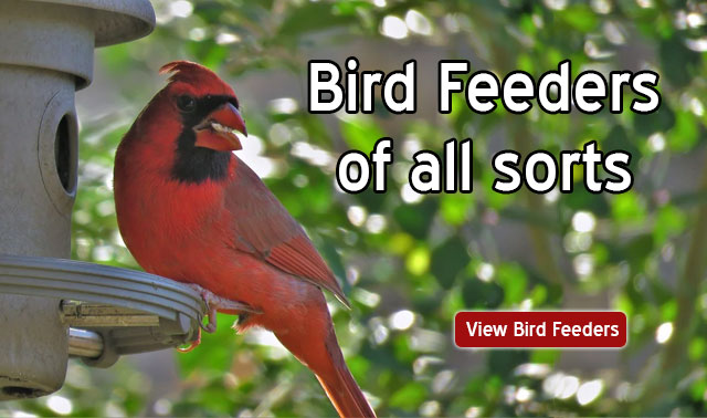 Bird Feeders, Windsor, Essex